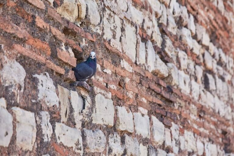 How to Know When Your Brick Mortar Needs Tuckpointing in Brampton