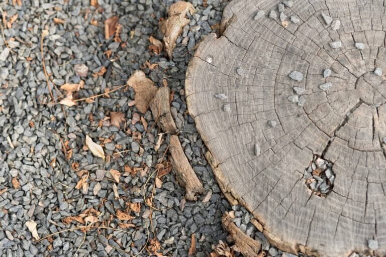 Tree root damage Whitby cracked concrete walkway